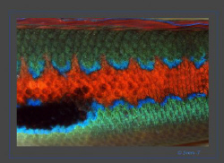 "Picasso" Mediterranean rainbow wrasse by Sven Tramaux 
